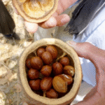 Aceite de Cocuelo L